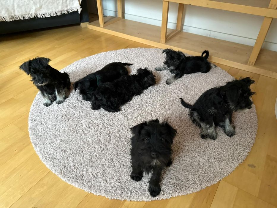 Sznaucer miniaturowy