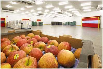 Холодильна камера для фруктів: яблука, груші (Луцьк, Нововолинськ)