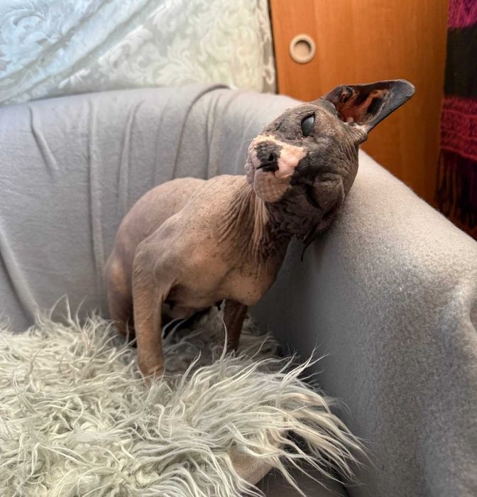 Чарівний котик Лесик, породи сфінкс, чекає на найлюблячих батьків!