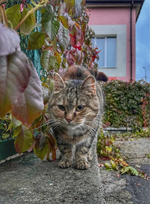 Лагідна кицюня у добрі руки