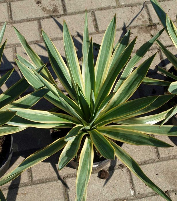 Juka gloriosa "Variegata", mrozoodporna, tworzy pień! Duże sadzonki.