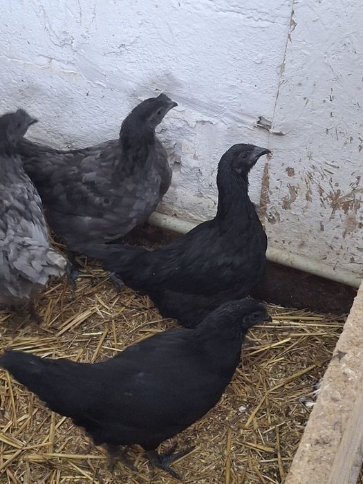 Sprzedam ayen cayeni