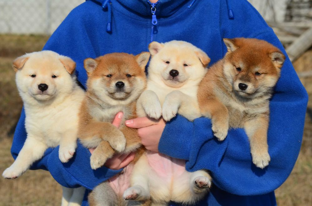 Шиба/Сіба/Shiba, КСУ-FCI! Київ, відправлю в інше місто чи країну