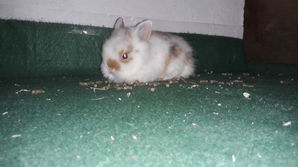 Декоративні карликові кролики