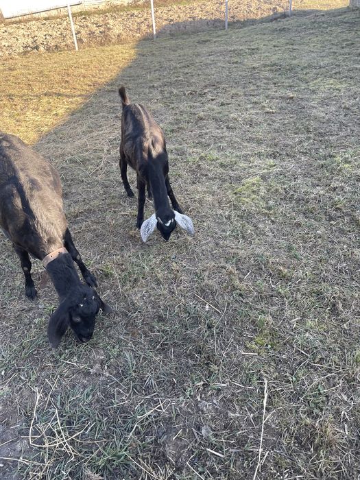 Англо-нубійська коза