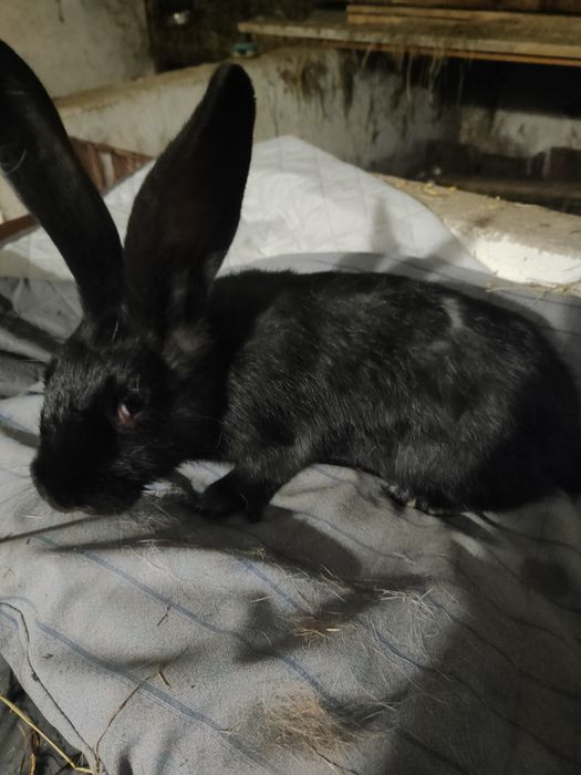 Sprzedam młode króliki