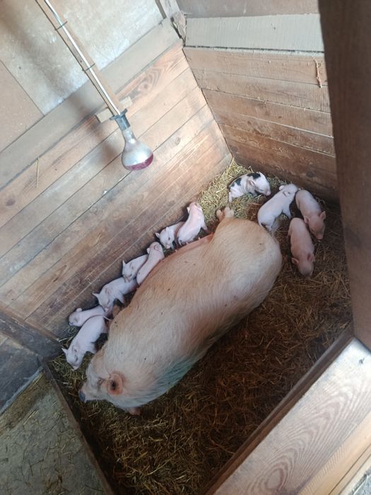 Вьєтнамські поросята