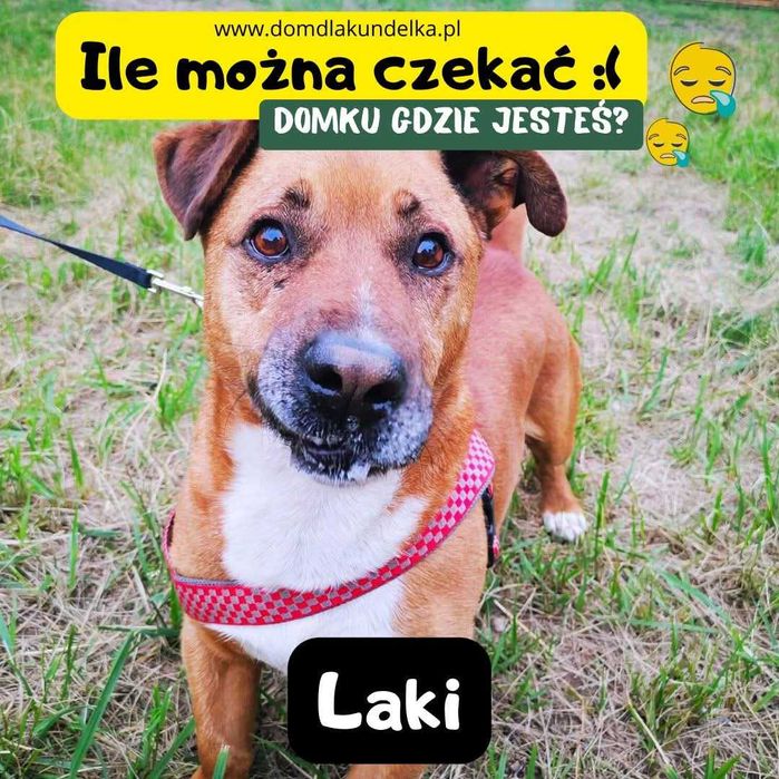 Laki oddany i energiczny psiak do adopcji