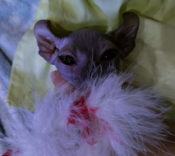 Черный эльф.Канадский сфинкс