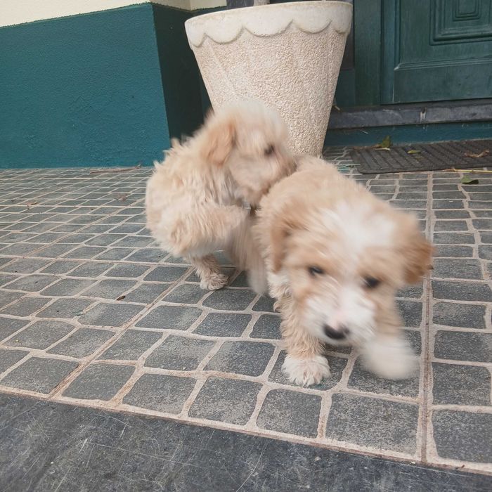 Cachorrinhos para adoção responsável