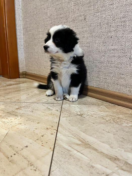 Border collie  piesek