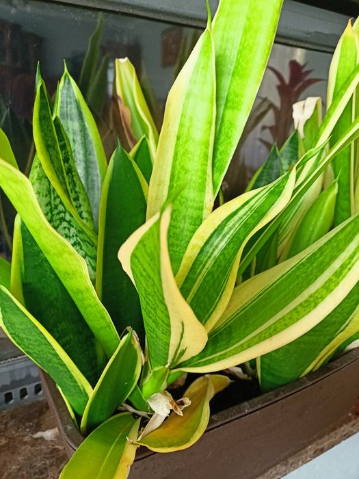 Sansevieria. Roślina doniczkowa. Wężownica  tzw. język teściowej.