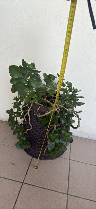 Vendo planta Kalanchoe adulta e saudável, plantada num vaso decorativo com efeito rotim/fibras (incluído).