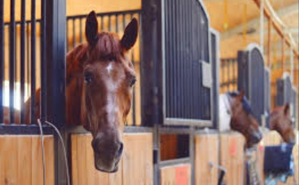 Сіно в тюках для корма, на подстилку, для мульчи, сено суданки.