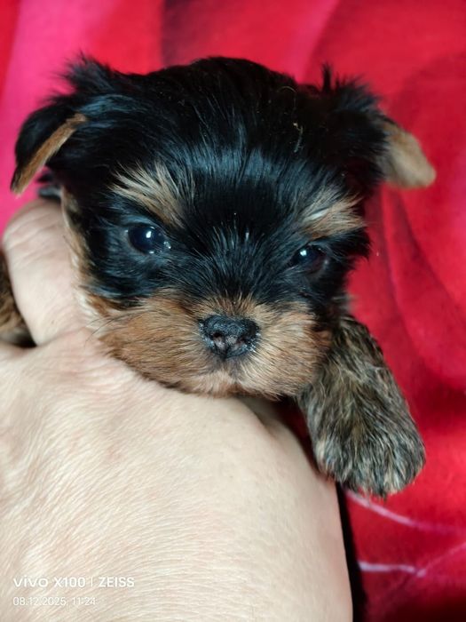 Йоркширский терьер мини