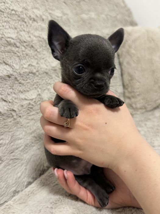 Piesek chihuahua XXS