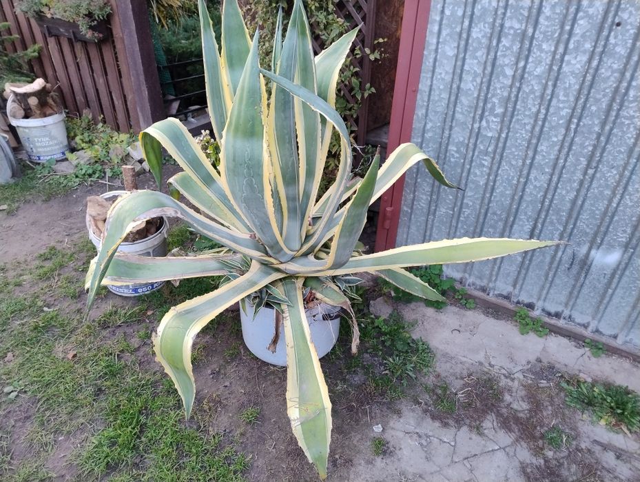 Agawa olbrzym w paski sprzedam