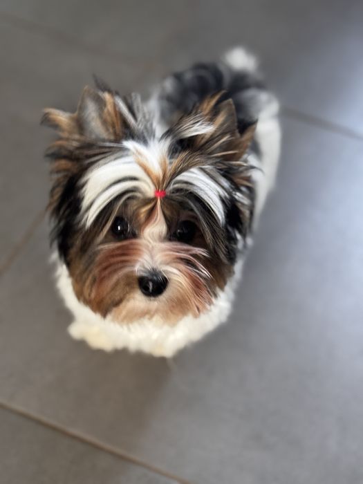 ‼️ Бивер  и́орк милый малыш