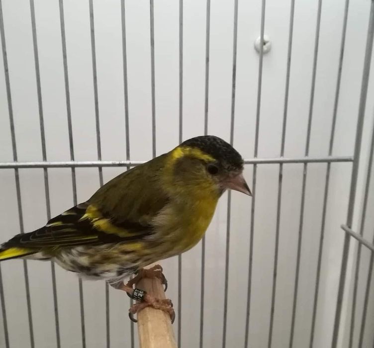 Pintassilgos, pintarroxos, lugres, faço envio