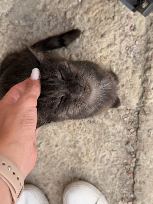 Кошенята та кішка в добрі руки, кошенята безкоштовно