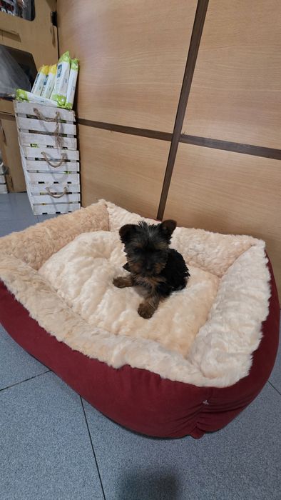 Yorkhire terrier fêmea mini
