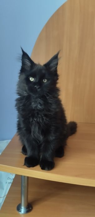 Мальчик Мейн Кун