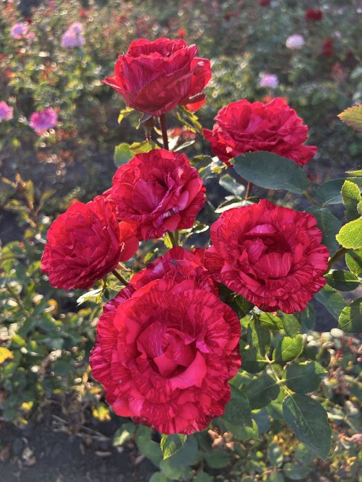 Набір троянд, 10 різних сортів 500грн