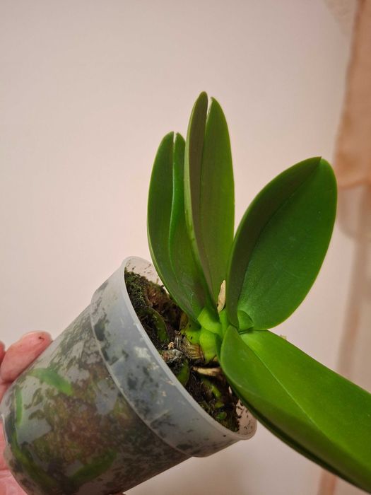 Фаленопсіс ambiance орхідея мультіфлора