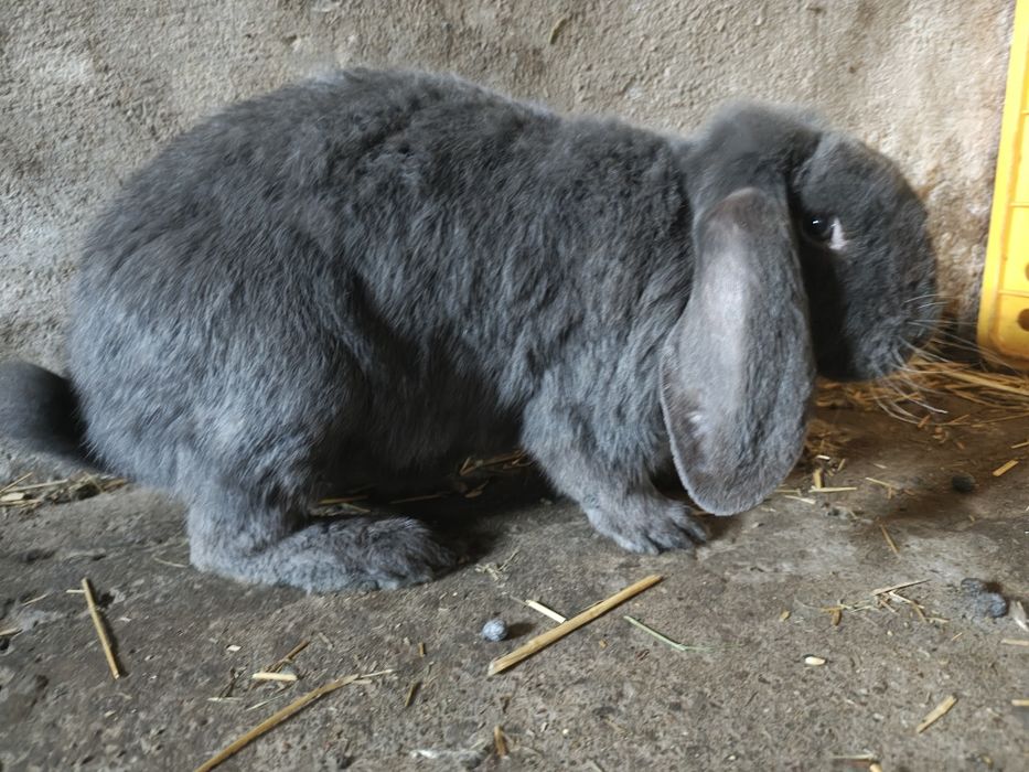 Króliki baran francuski