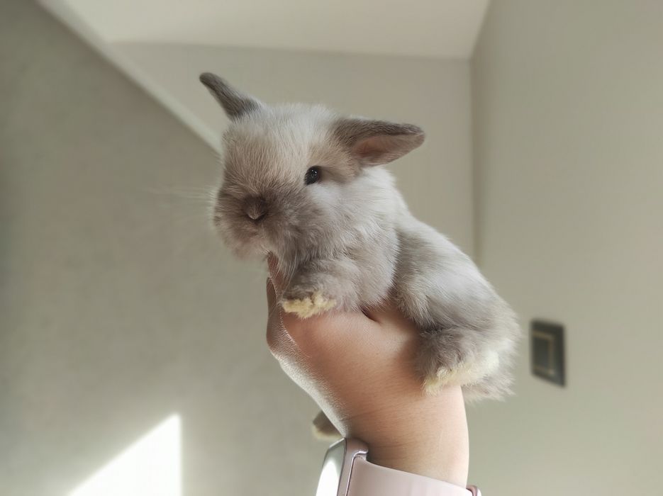 Mini Lop Króliczki Czystej Rasy z WYPRAWKĄ Śliczne Malutkie Króliczki