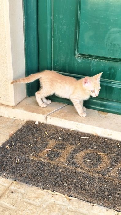 Gatinhos machos doação