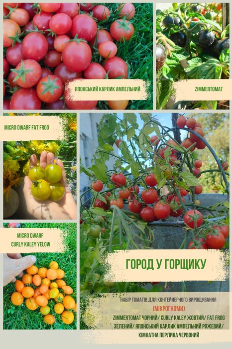 Розсада томатів для вирощування у кашпо та балконних горщиках