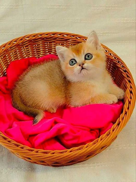 Шотландские котята (ЗОЛОТАЯ ШИНШИЛЛА)