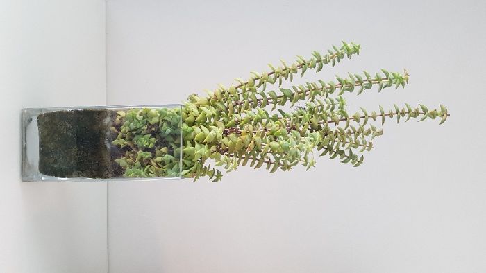 Suculentas - CRASSULA ovata / CRASSULA perforata e KALANCHOE tomentosa