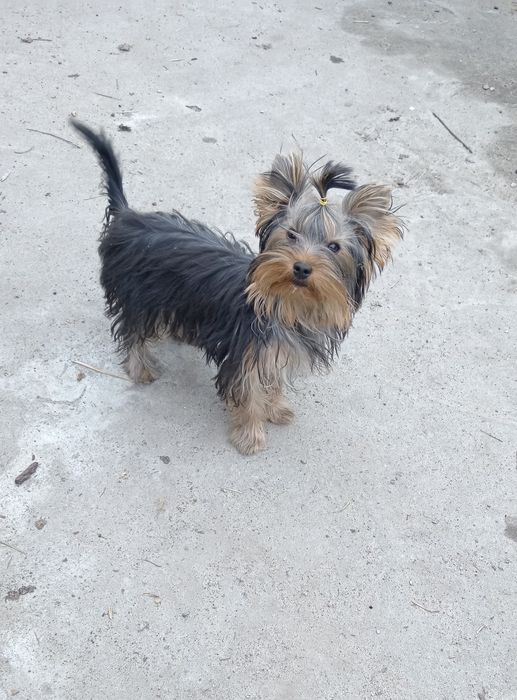 Гарненька чистопородна дівчинка, КСУ.