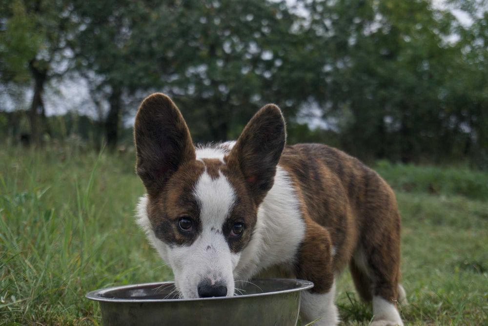 Welsh Corgi Cardigan ZKwP Wyjątkowa dziewczynka