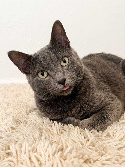 Setúbal / Margem Sul / Lisboa — PRETINHA , gatinha para adoção
