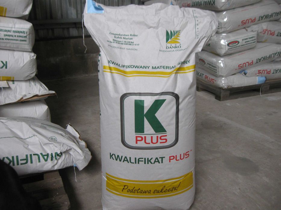 pszenica  przewódkowa Klaudyna C1 kwalifikat przewódka