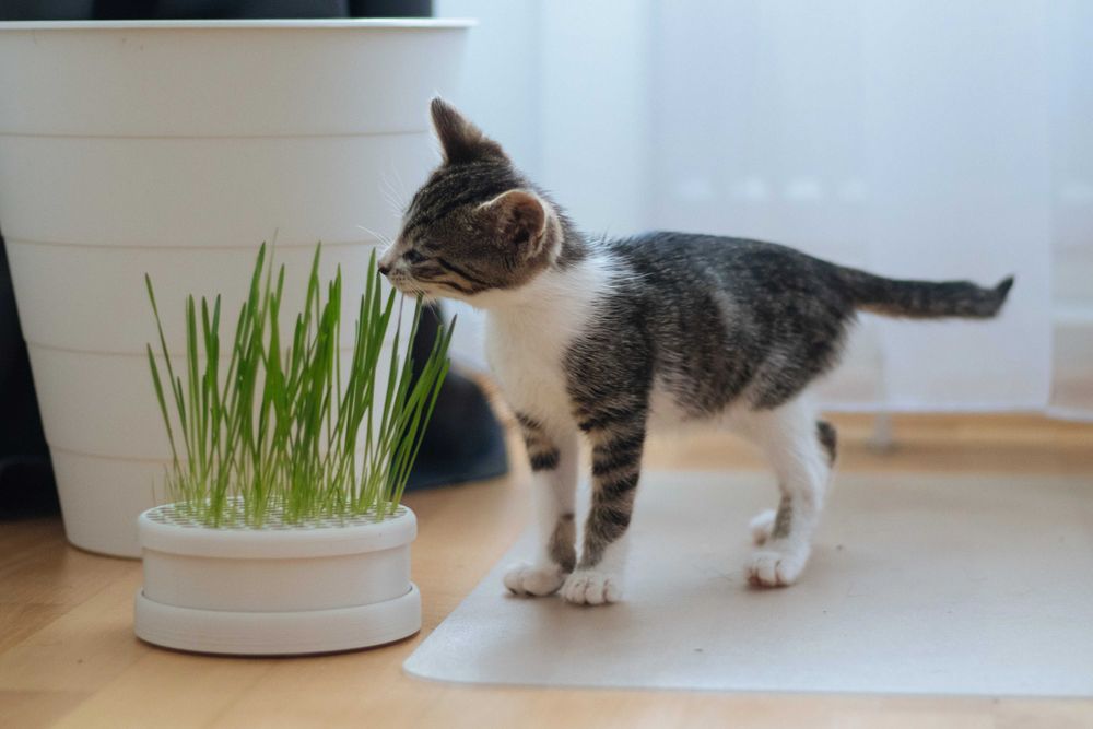 Doniczka kocimiętka Druk 3D Petg biały