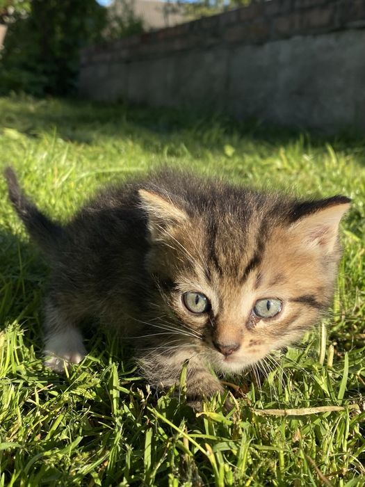 Продам котика.