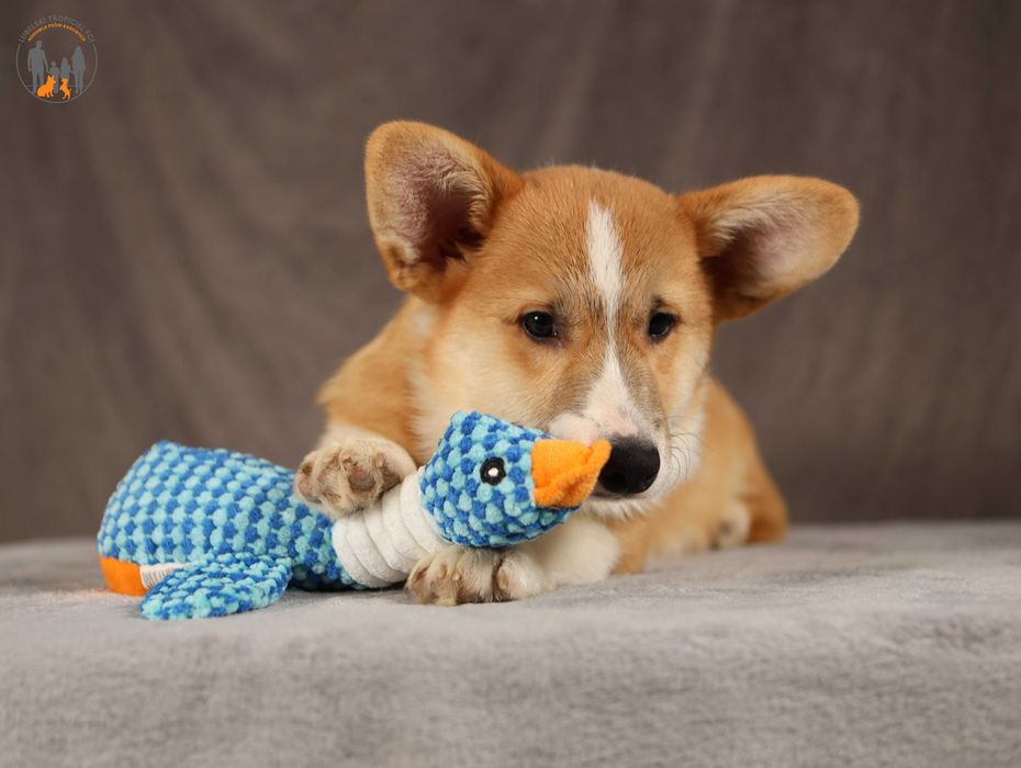 Welsh Corgi Pembroke ZKwP FCI piesek po Championie