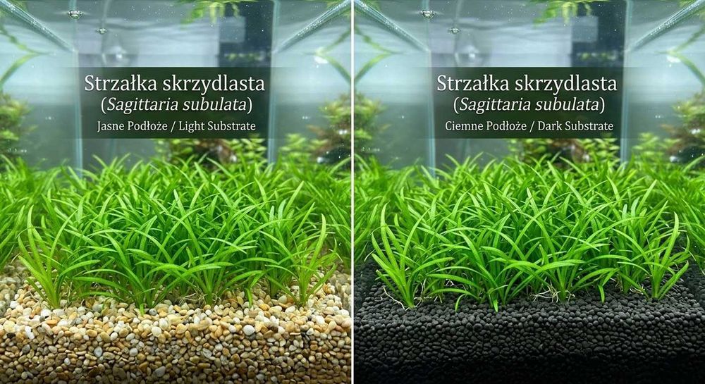 Strzałka skrzydlasta (Sagittaria subulata), rośliny akwariowe [możliwa wysyłka]