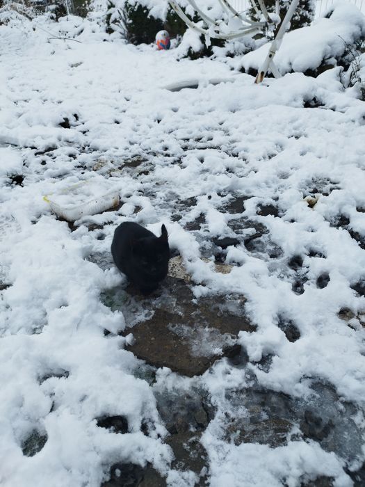 Młode kotki szukają domu