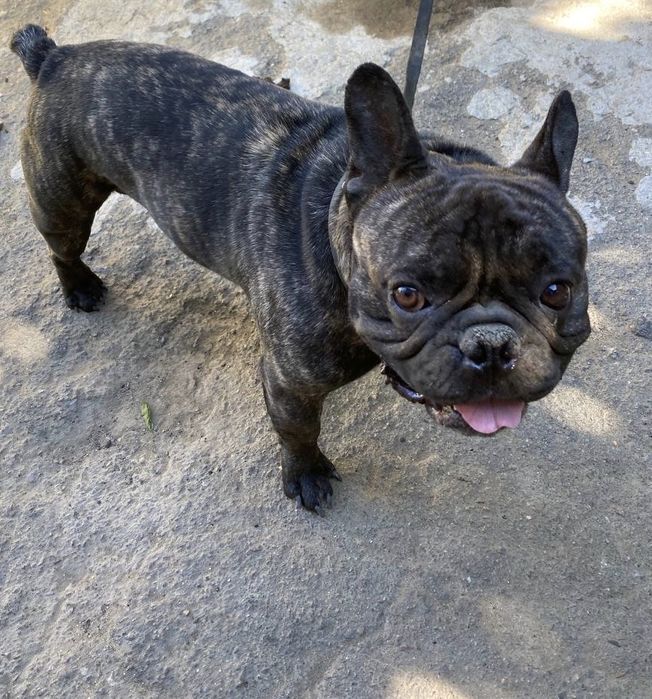 Продам собаку французский  бултдог
