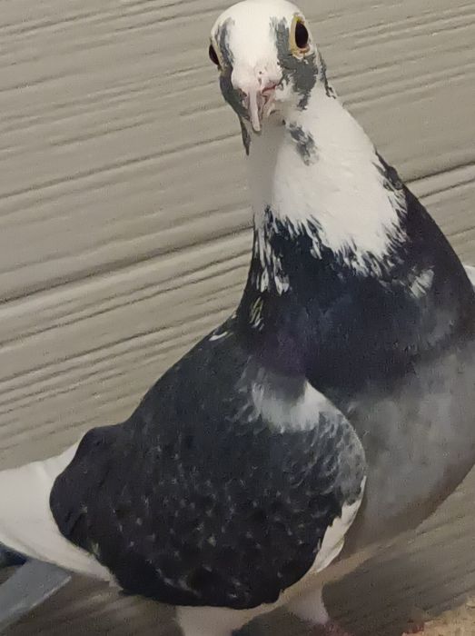 Gołębie pocztowe, pstra samica