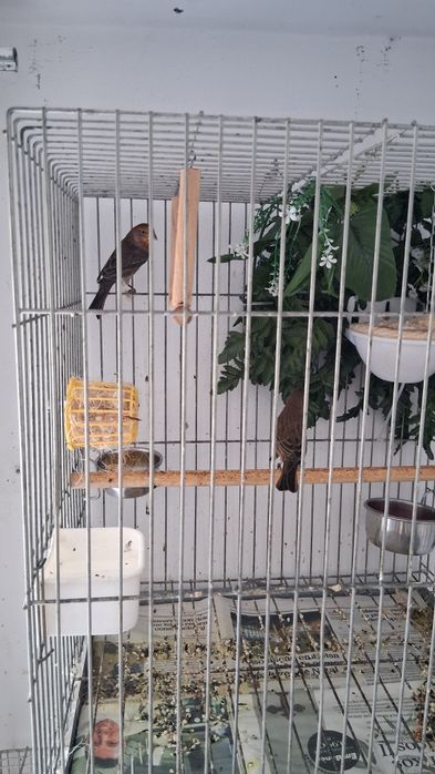 Casal de carpudacos mexecanos.