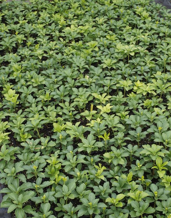 Runianka japońska (Pachysandra terminalis)