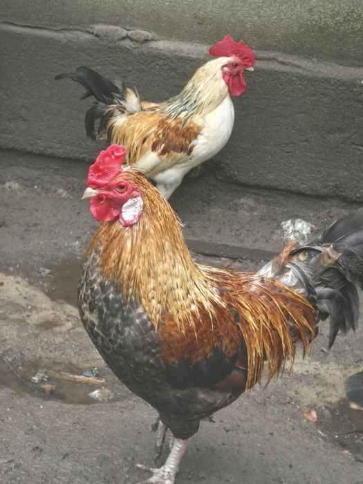 Młode, piękne koguty liliputy