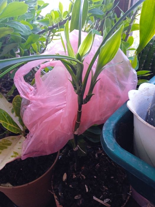 Кімнатний Бамбук