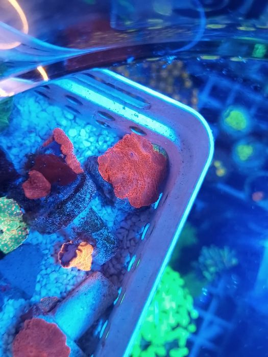 Corais discossomas e ricordias